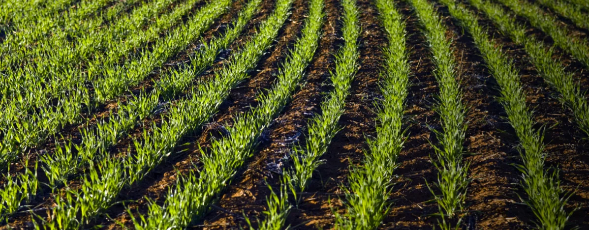 Young wheat crops.jpg